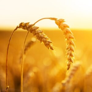 Grain Milling and Bread Baking