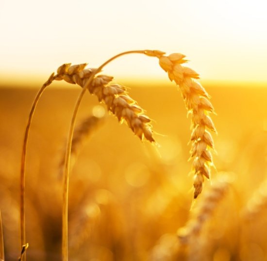 Grain Milling and Bread Baking