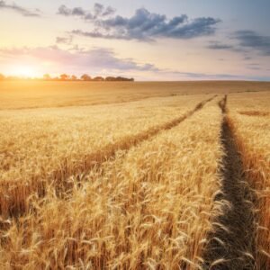 Heritage Grains Handbook