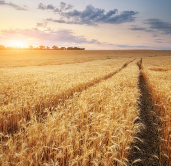Heritage Grains Handbook