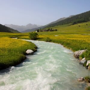Natural Remedies for the Homestead