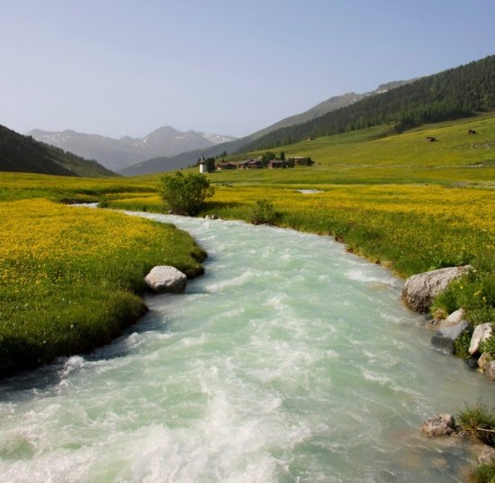 Natural Remedies for the Homestead