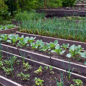 Seasonal Planting Calendar