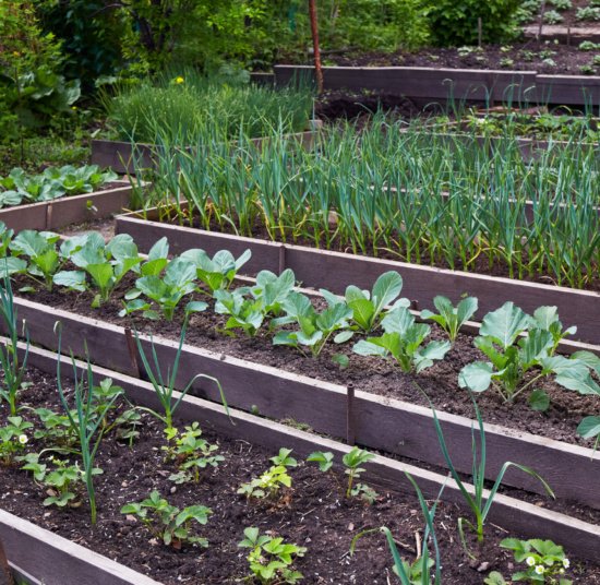 Seasonal Planting Calendar